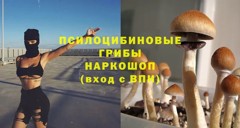 Псилоцибиновые грибы Psilocybe  Дальнереченск 