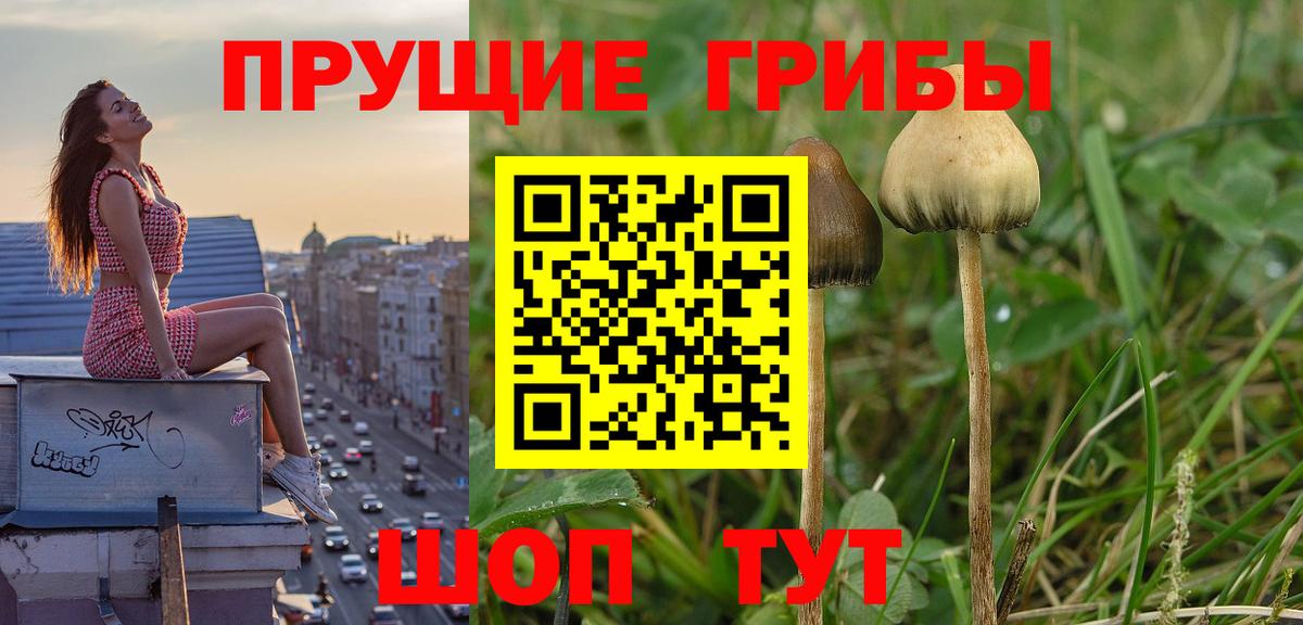 Галлюциногенные грибы прущие грибы Дальнереченск